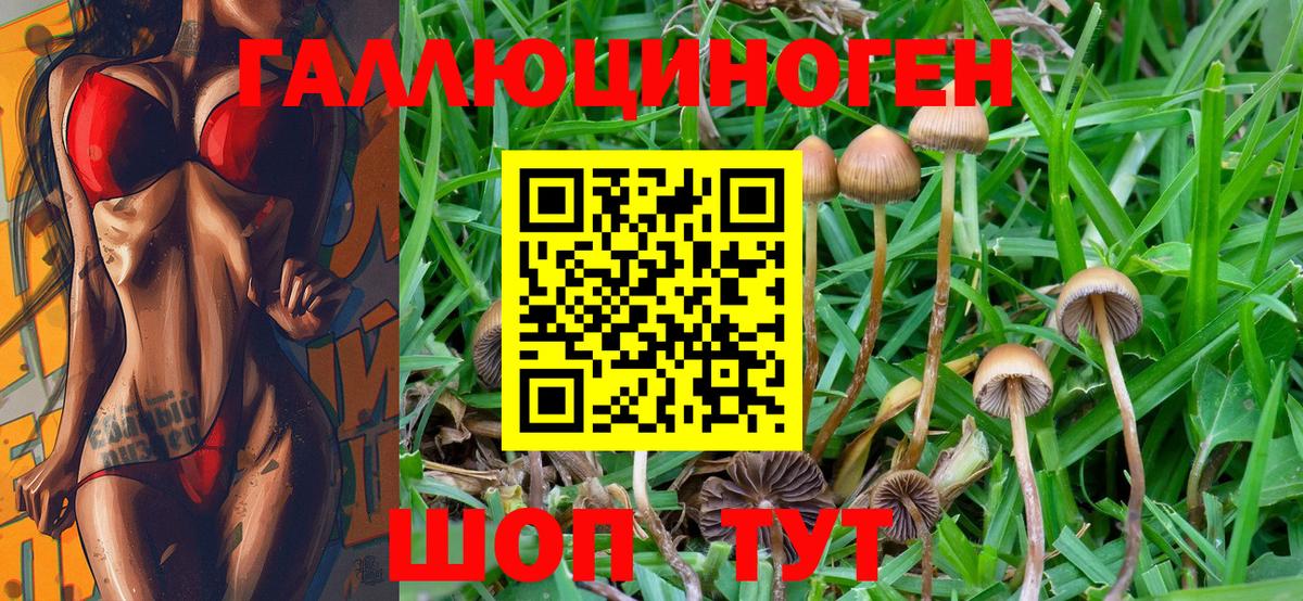 Набережные Челны  Псилоцибиновые грибы Psilocybe  Вход с VPN 